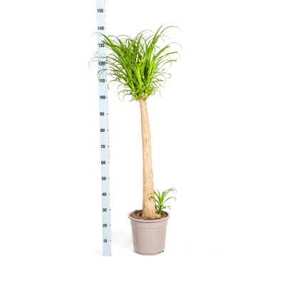 Beaucarnea Recurvata Stamm Ø27cm - ↕110 - 130cm