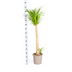 Beaucarnea Recurvata Stamm Ø27cm - ↕110 - 130cm Bild 2