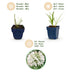 Green boutiQ - Perennial - Agapanthus africanus Albus - African Lily - Bee and Butterfly Attractors - White - 6 Plants - Pot 11cm - Height 15-25cm Bild 4
