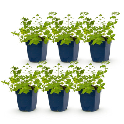 Green boutiQ - Stauden - Nepeta faassenii 'Six Hills Giant' - Katzenminze - Bienen- und Schmetterlingsanwerfer - Lila - 6 Pflanzen - Topf 11cm - Höhe 15-25cm