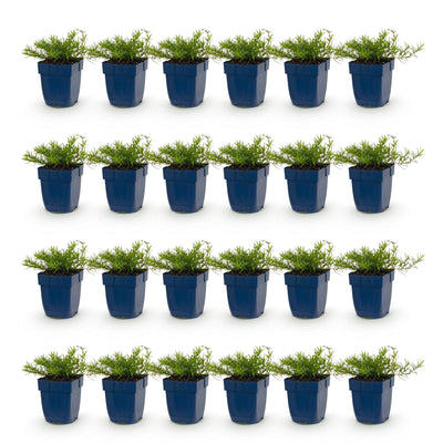 Green boutiQ – Perennial – Phlox Benita – Flame Flower – Ground Cover – Blue – 24 Plants – Pot 11 cm – Height 15–25 cm