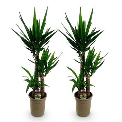 Green boutiQ - Zimmerpflanze - Yucca elephantipes - Yucca - Wenig Pflege - Grün - 2 - Topf 21cm - Höhe 100cm