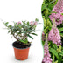 Buddleja davidii Butterfly Candy Little Pink, Butterfly Bush Bild 1