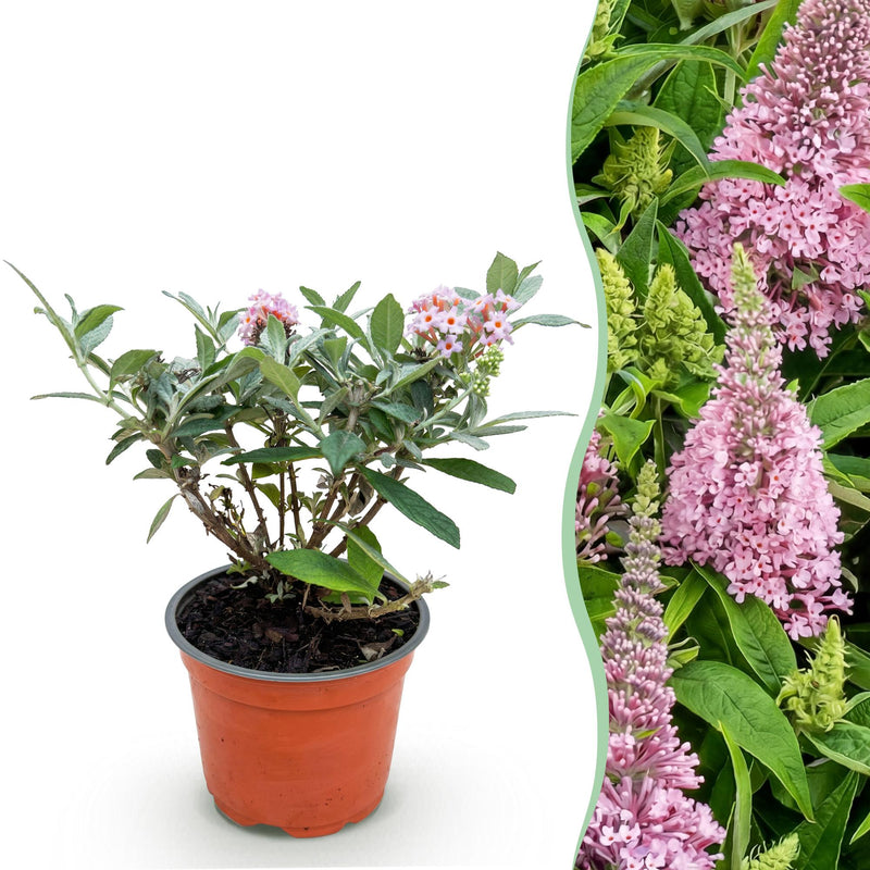 Buddleja davidii Butterfly Candy Little Pink, Butterfly Bush