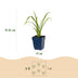 Green boutiQ - Perennial - Hemerocallis Mauna Loa - Daylily - Bee and Butterfly Attractors - Orange - 6 Plants - Pot 11cm - Height 15-25cm Bild 3