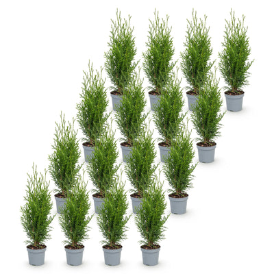 Green boutiQ - 16x Thuja occidentalis Smaragd - Lebensbaum - Heckenpflanzen - Immergrün - Grün - Topf 9cm - Höhe 20-30cm