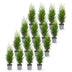 Green boutiQ - 16x Thuja occidentalis Smaragd - Lebensbaum - Heckenpflanzen - Immergrün - Grün - Topf 9cm - Höhe 20-30cm Bild 2