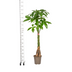 Pachira Aquatica (Geldbaum) im Korb Ø24cm, 120-140cm Bild 2