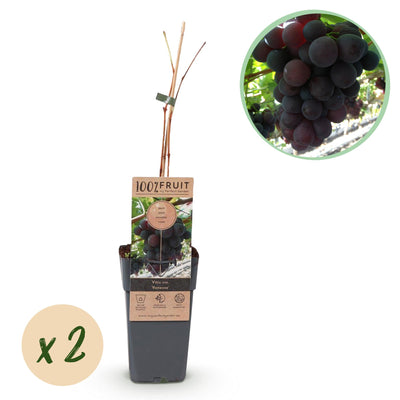 GreenboutiQ Lila Traube, kernlos - Vitis vinifera Vanessa - 2 Pflanzen