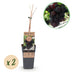 GreenboutiQ Purple Grape, Seedless - Vitis vinifera Vanessa - 2 Plants Bild 2