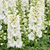 Green boutiQ - Stauden - Delphinium (P) Galahad - Rittersporn - Bienen- und Schmetterlingsmagneten - Weiß - 1 Pflanze - Topf 11cm - Höhe 15-25cm Bild 5