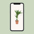Dracaena Janet Craig, 60cm, Ø17cm Topf Bild 5