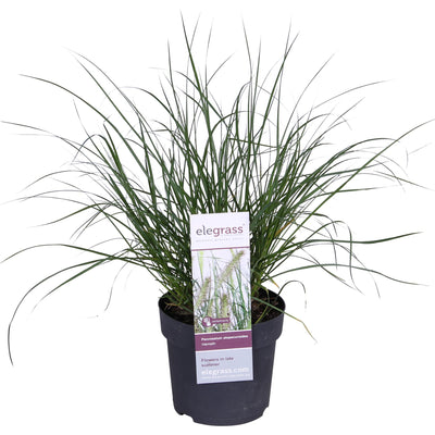 Pennisetum alopecuroides 'Hameln' Ziergras, Ø19cm Topf, ↕40cm