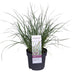 Pennisetum alopecuroides 'Hameln' Ziergras, Ø19cm Topf, ↕40cm Bild 1