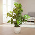 Clusia Rosea, 100 cm, Topfdurchmesser 24 cm Bild 3