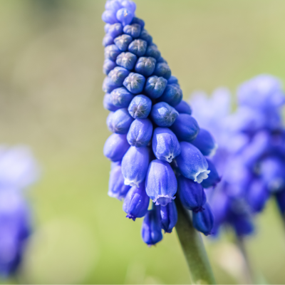 Muscari Blue Moon 20 pieces