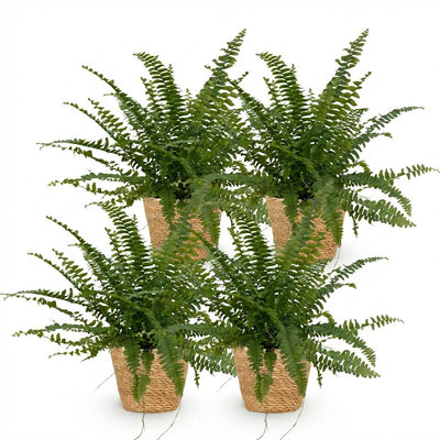 Green Lady Farn (4 Stk.) - Haustierfreundlich - Topf 12cm