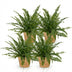Green Lady Farn (4 Stk.) - Haustierfreundlich - Topf 12cm Bild 2
