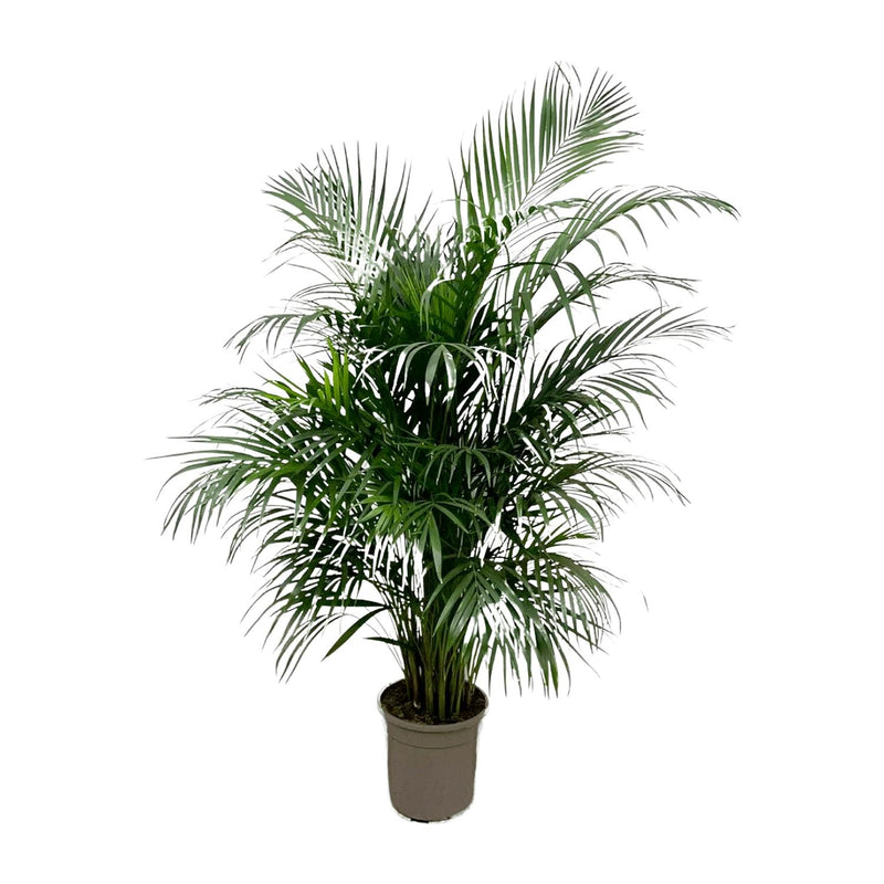 Areca-Palme (Dypsis Lutescens) 150cm, Topf ø21-24cm
