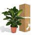 Calathea Zebrina (Pfauenpflanze) im 19cm Topf, 80cm hoch Bild 6
