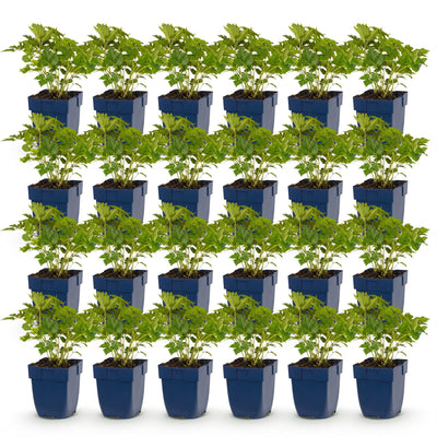 Green boutiQ - Perennial - Astilbe chin. Pumila - False Spirea - Shade - Purple - 24 Plants - Pot 11cm - Height 15-25cm