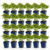 Green boutiQ - Perennial - Astilbe chin. Pumila - False Spirea - Shade - Purple - 24 Plants - Pot 11cm - Height 15-25cm Bild 11