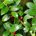 Ilex Blue Maid Heckenpflanzen – 8 Stück für 1m dichte, grüne Hecke Bild 4