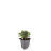 48x Potentilla tridentata 'Nuuk' - ↕10-25cm - Ø9cm Bild 4