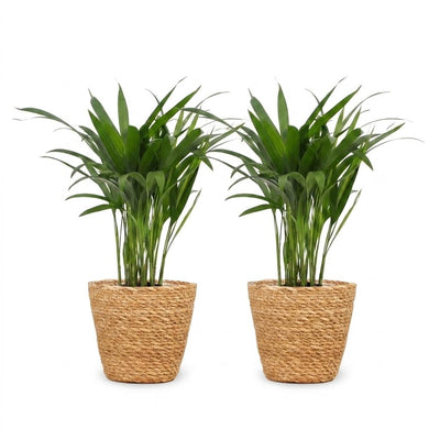 Green boutiQ - Areca Lutescens - Butterfly Palm - 2 Plants - with Seagrass Basket - Pot 12cm - Height 45cm