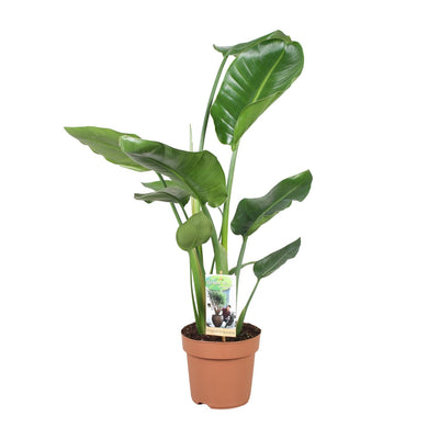 Strelitzia Nicolai - Paradiesvogelblume, Ø17cm, ↕60cm
