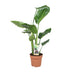 Strelitzia Nicolai - Bird of Paradise Plant, Ø17cm, ↕60cm Bild 1
