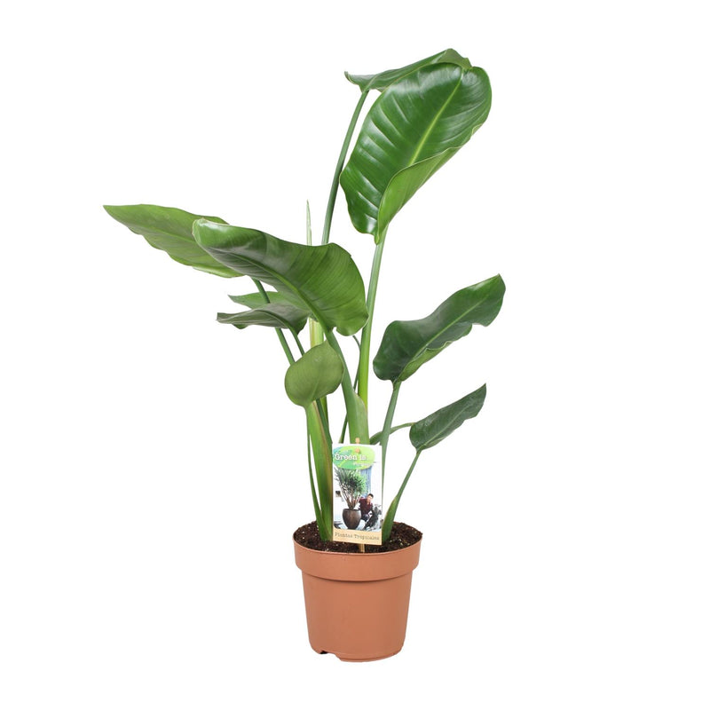 Strelitzia Nicolai - Bird of Paradise Plant, Ø17cm, ↕60cm