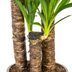 Yucca Elephantipes Ø24cm - 120-140cm: Robuste Zimmerpflanze Bild 5