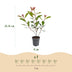 Green boutiQ - 16x Photinia fraseri Carre Rouge - Glanzmispel - Heckenpflanzen - Immergrün - Rot - Topf 9cm - Höhe 25-35cm Bild 4