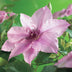 Clematis Pink Fantasy Kletterpflanze - 2 Pflanzen, rosa Blüten, pflegeleicht Bild 4