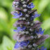 60x Ajuga reptans 'Catlin's Giant' Bodendecker - 10-25cm Bild 6