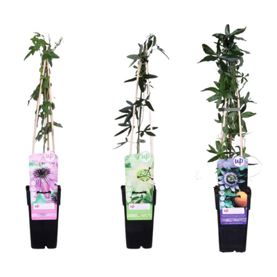 3x Passiflora Mix - Exotische Kletterpflanzen, 65cm