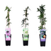 3x Passiflora Mix - Exotische Kletterpflanzen, 65cm Bild 1