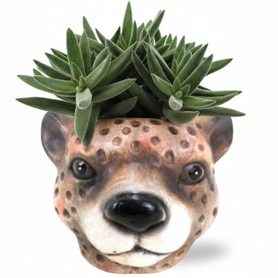 Crassula Tenelli Sukkulente im Leo-Topf, Ø11cm, 15cm hoch