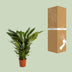 Spathiphyllum Sweet Sebastiano Peace Lily Ø24cm ↕110cm Bild 4