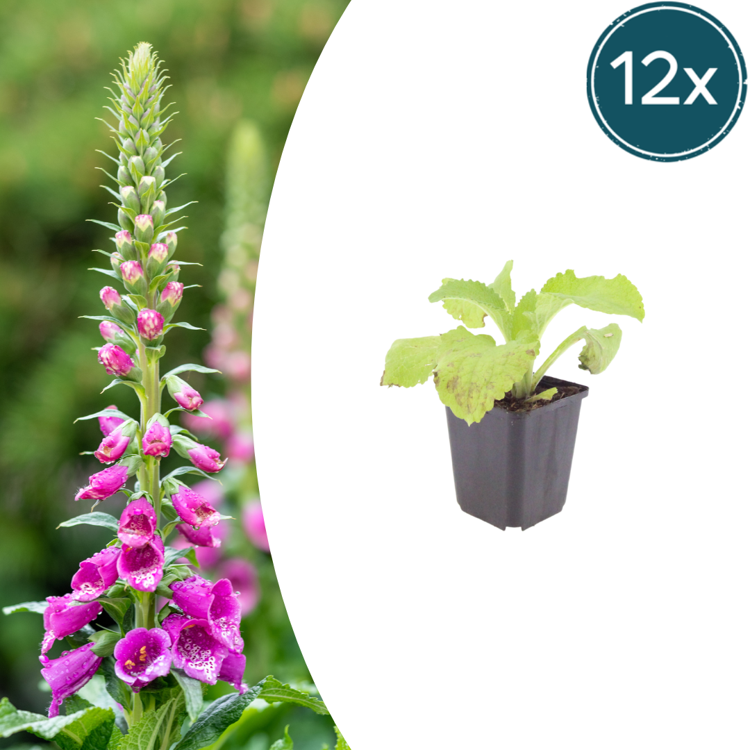 12x Roter Fingerhut (Digitalis purpurea), 10-25cm, Ø9cm