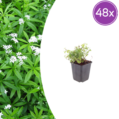 48x Waldmeister (Galium odoratum) 10-25cm, Ø9cm Topf