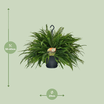 Nephrolepis Green Lady Farn - Ø20cm, ↕60cm