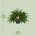 Nephrolepis Green Lady Farn - Ø20cm, ↕60cm Bild 2