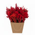 Getrocknete Blumen Mono-Mix Rot 50cm - Natur pur für Ihr Zuhause Bild 1
