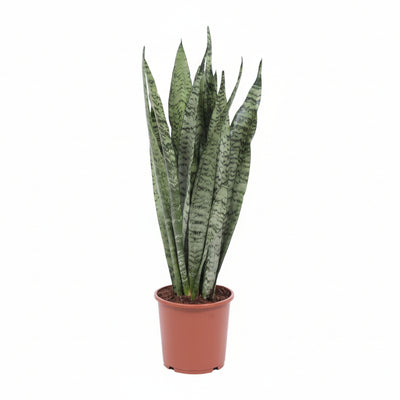 Sansevieria Zeylanica - Schwiegermutterzunge - Ø17cm, ↕70cm
