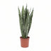 Sansevieria Zeylanica - Schwiegermutterzunge - Ø17cm, ↕70cm Bild 1