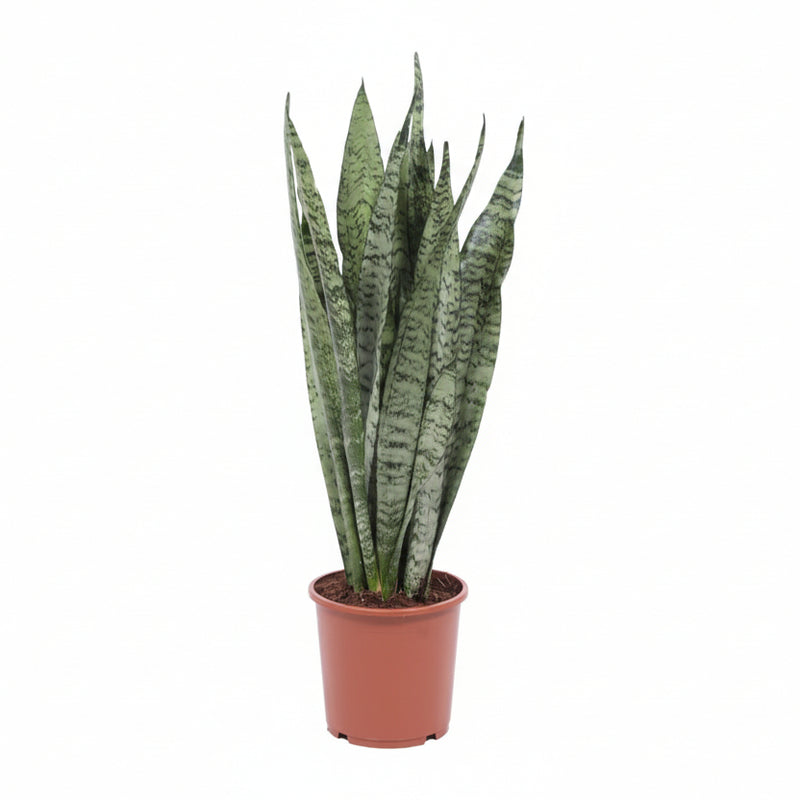 Sansevieria Zeylanica - Schwiegermutterzunge - Ø17cm, ↕70cm