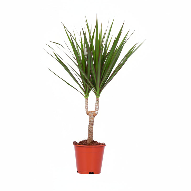 Dracaena Marginata Pflanze – Ø14cm Topf, 55cm Höhe