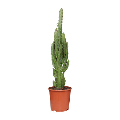 Euphorbia Trigona - Afrikanischer Milchbaum Ø17cm, 70cm hoch